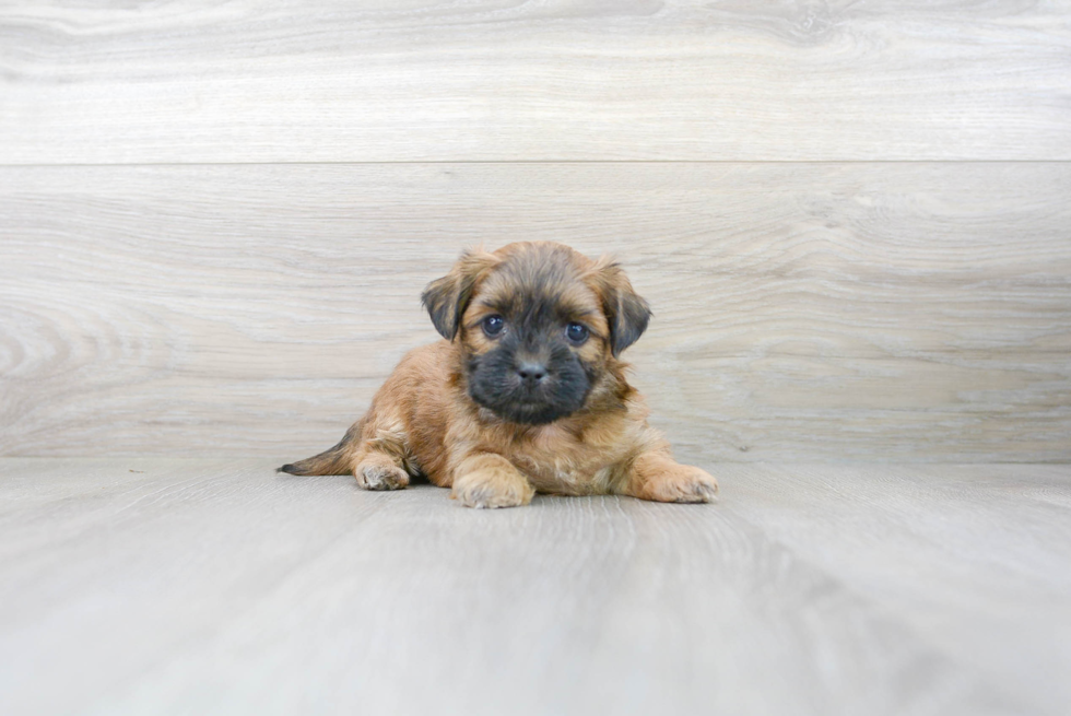 Best Teddy Bear Baby