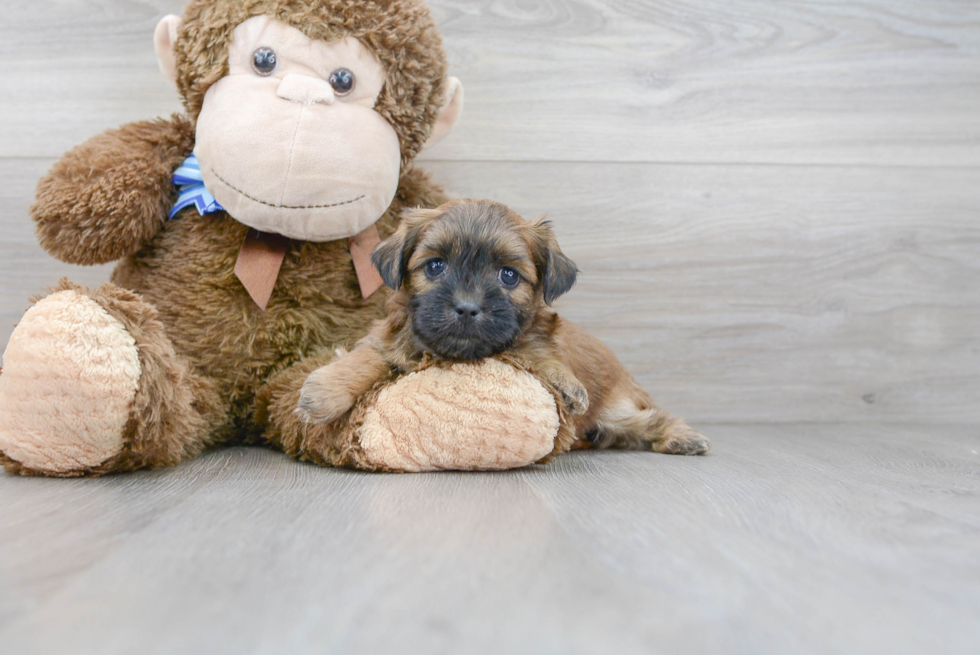 Teddy Bear Pup Being Cute