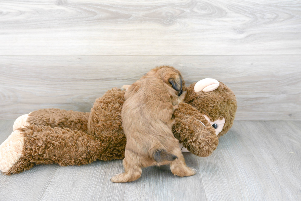 Adorable Shitzu Designer Puppy