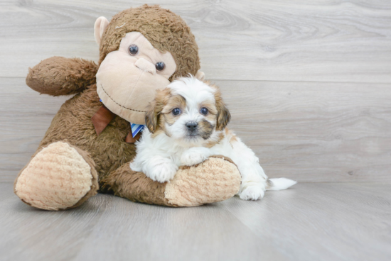 Sweet Teddy Bear Baby