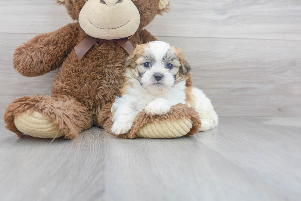 Smart Teddy Bear Designer Pup