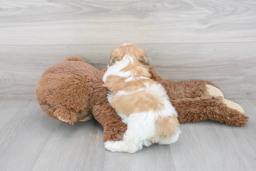 Best Teddy Bear Baby