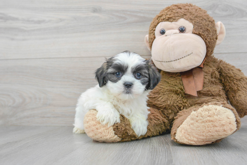 Hypoallergenic Shitzu Designer Puppy