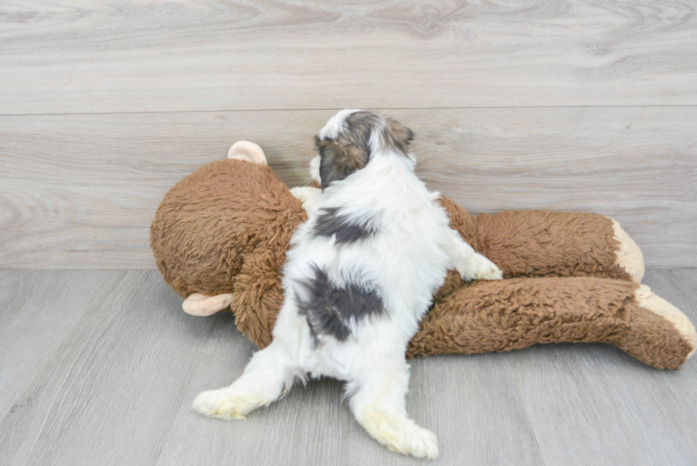 Popular Teddy Bear Designer Pup