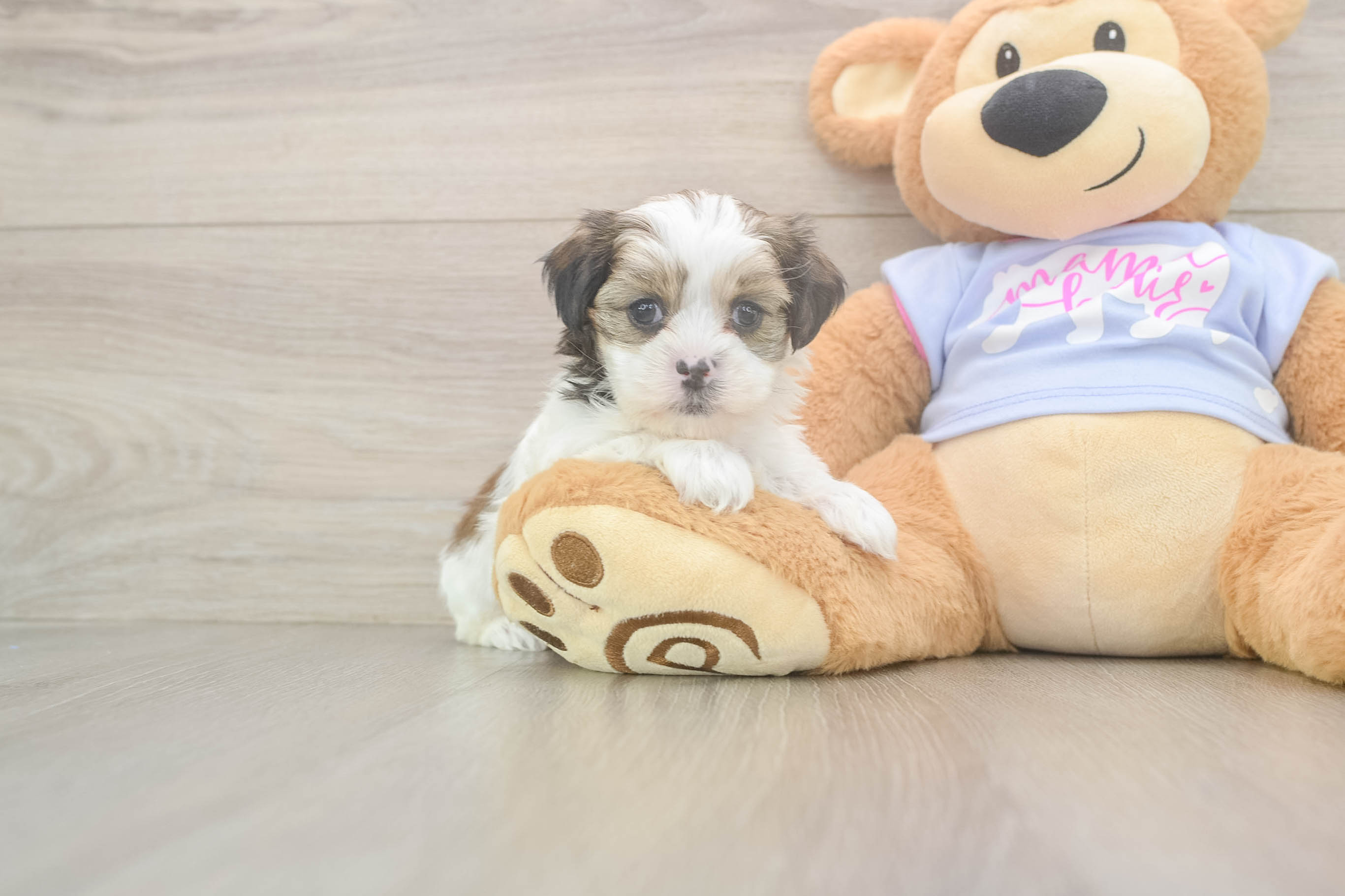 Petite Teddy Bear Designer Pup
