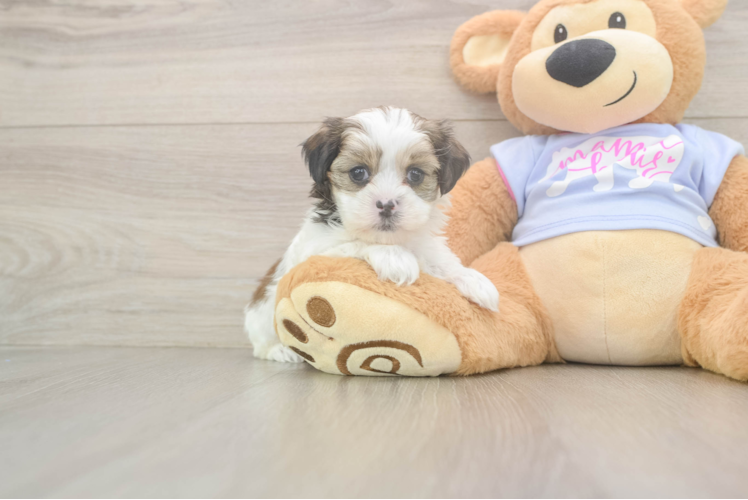 Petite Teddy Bear Designer Pup
