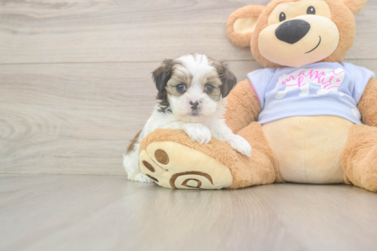 Petite Teddy Bear Designer Pup
