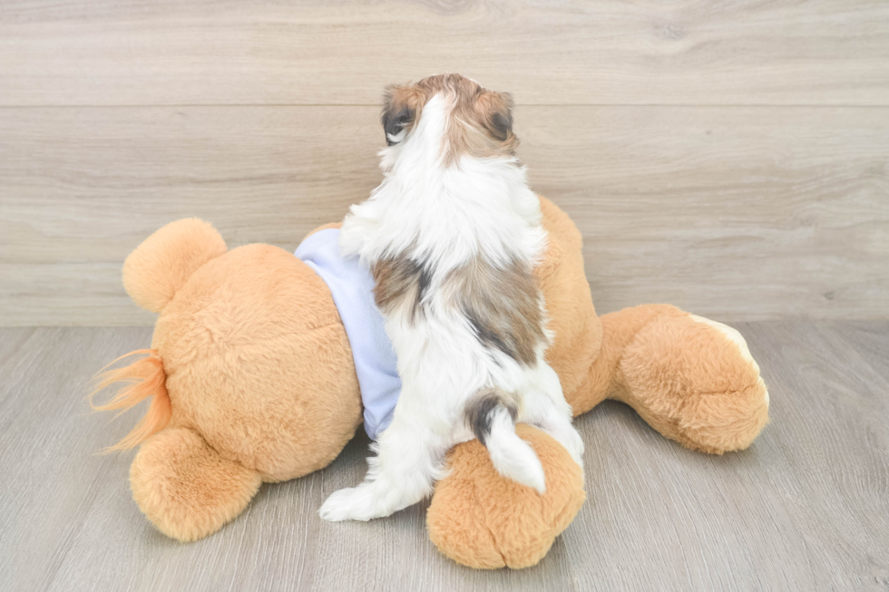 Fluffy Teddy Bear Designer Pup