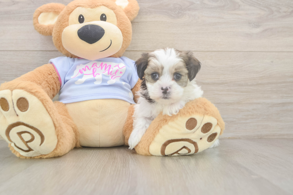 Best Teddy Bear Baby