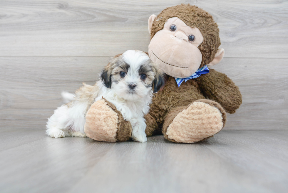 Best Teddy Bear Baby