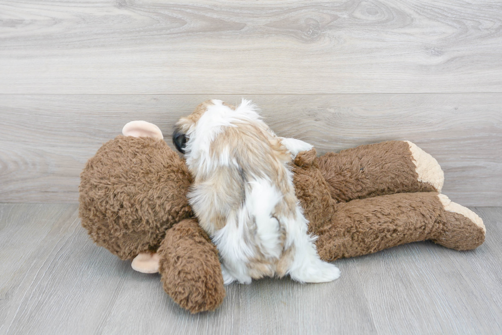 Teddy Bear Puppy for Adoption