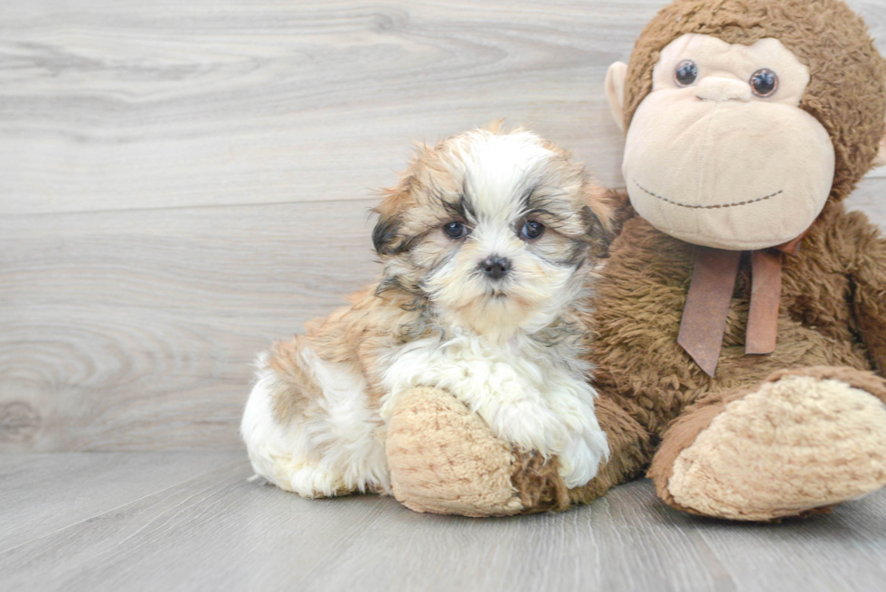 Best Teddy Bear Baby