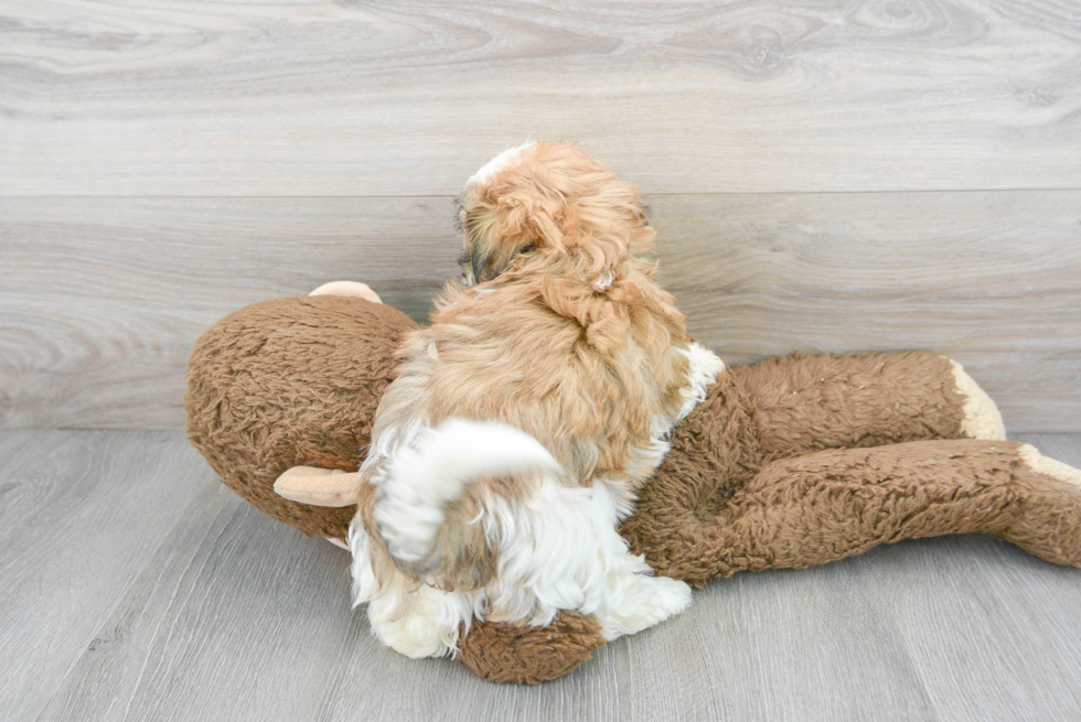 Teddy Bear Puppy for Adoption