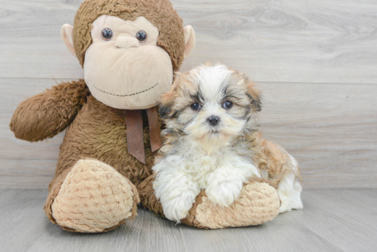 Teddy Bear Pup Being Cute