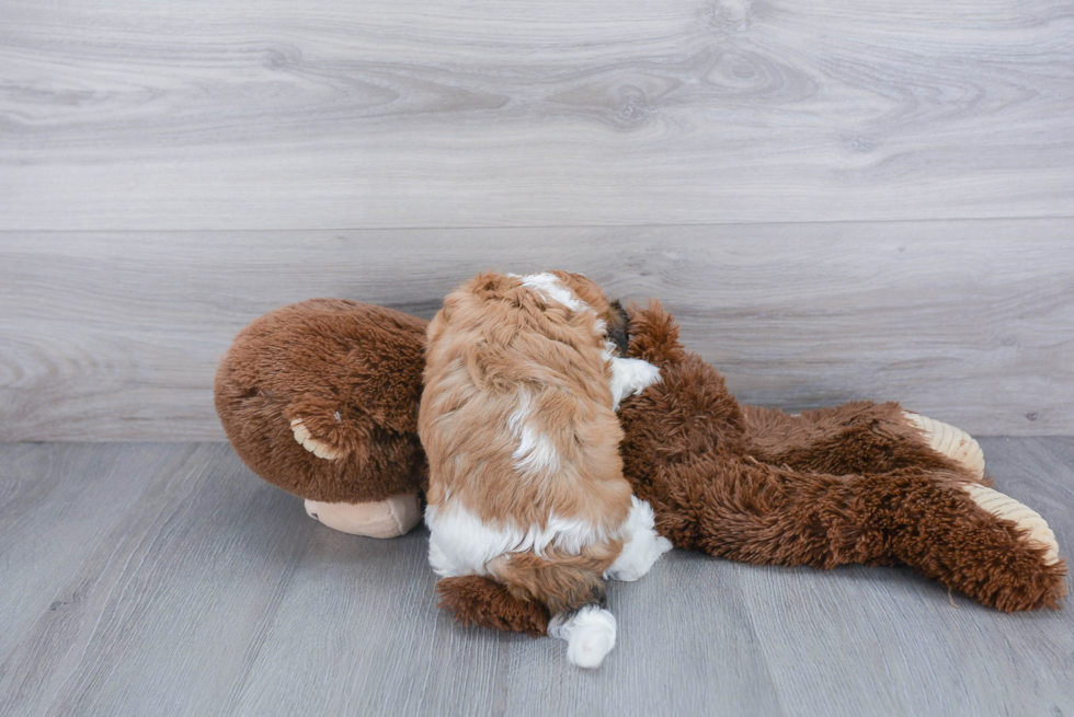 Happy Teddy Bear Baby