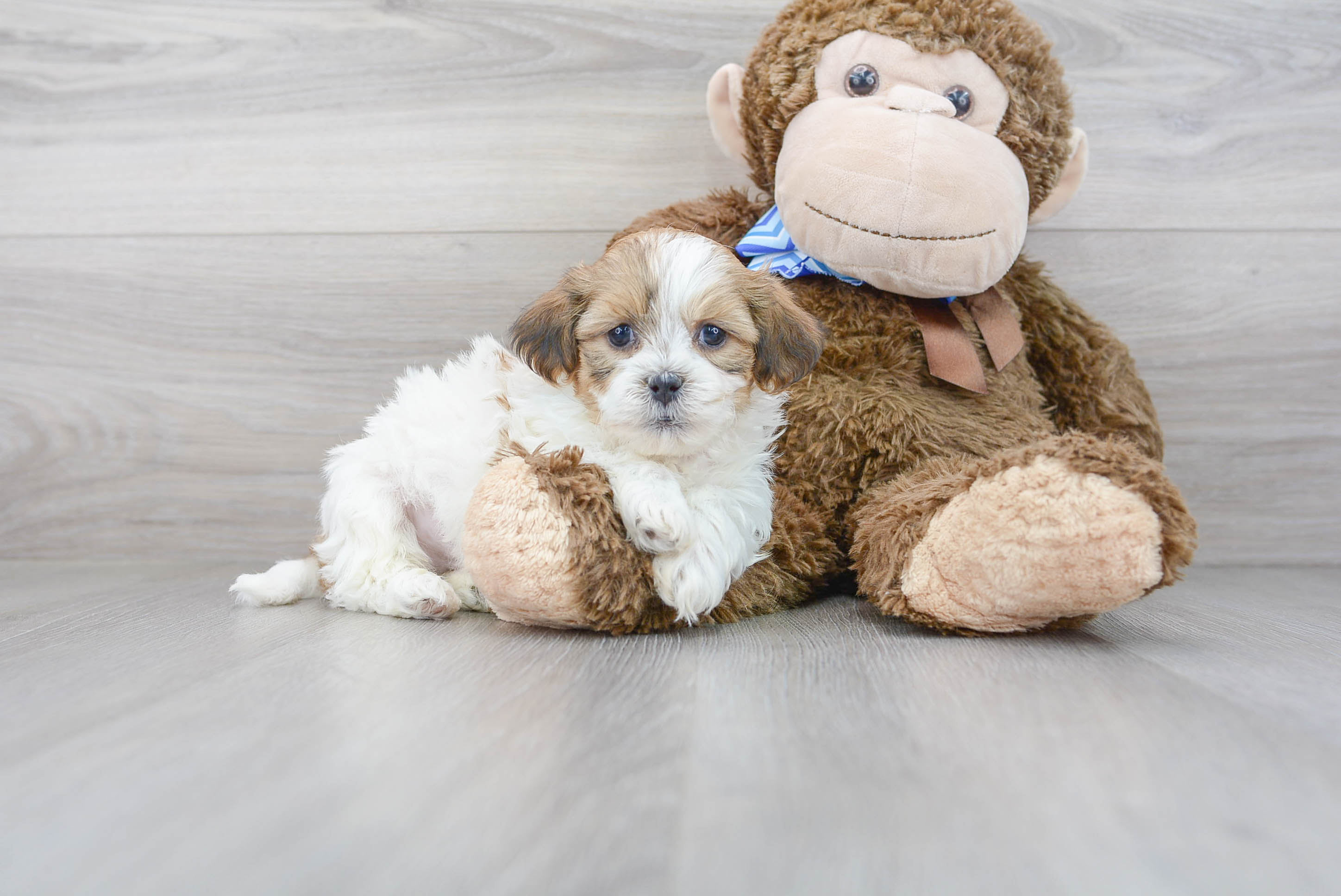 Little Shi Chon Designer Puppy