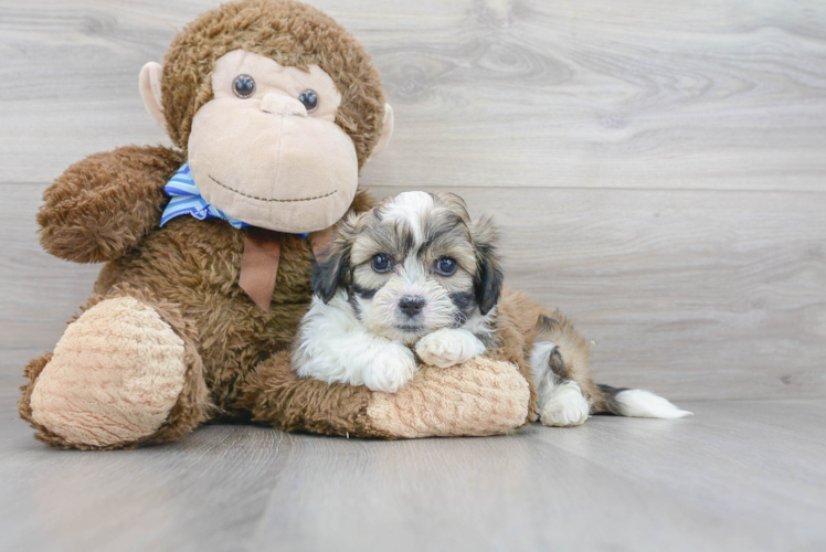 Small Teddy Bear Baby