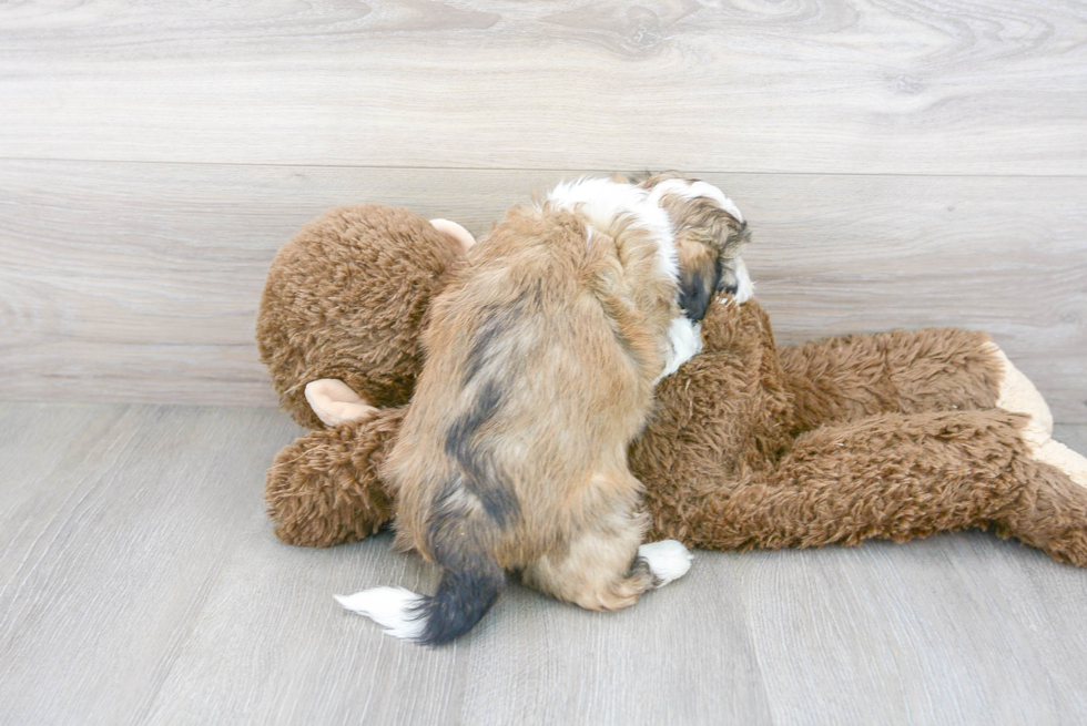 Best Teddy Bear Baby