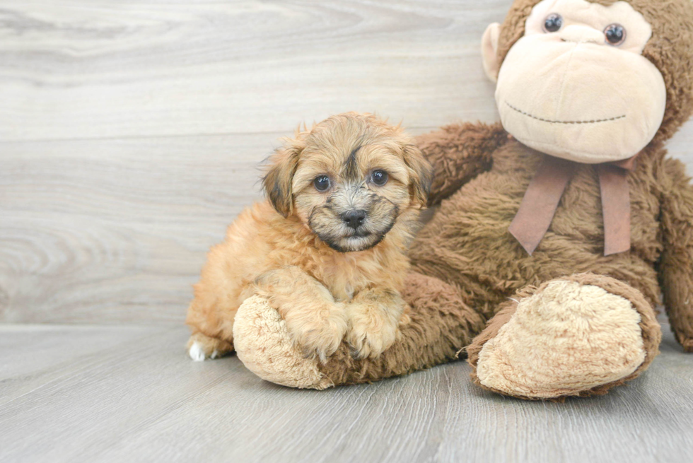 Funny Teddy Bear Designer Pup