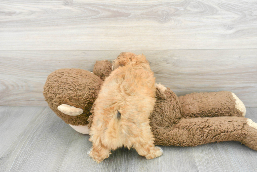 Teddy Bear Puppy for Adoption