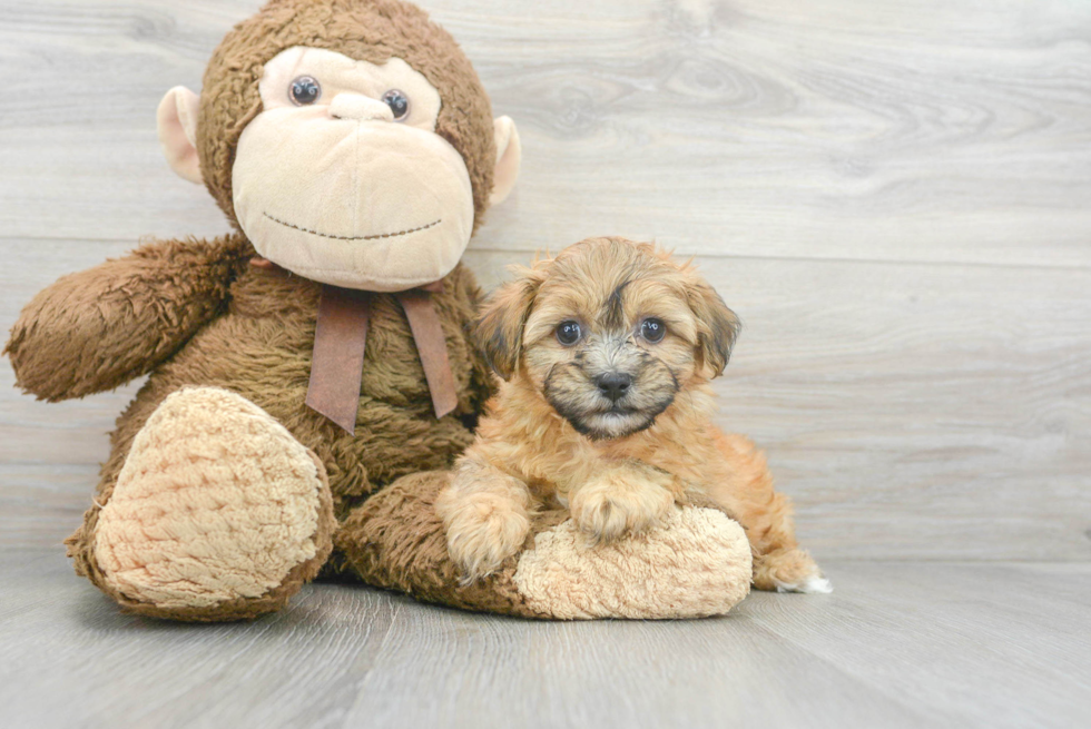 Hypoallergenic Shitzu Designer Puppy