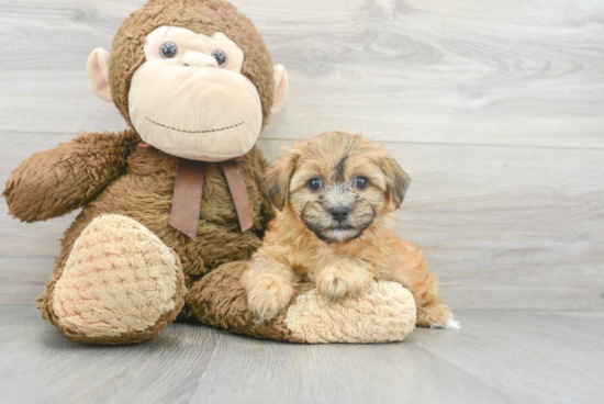 Hypoallergenic Shitzu Designer Puppy