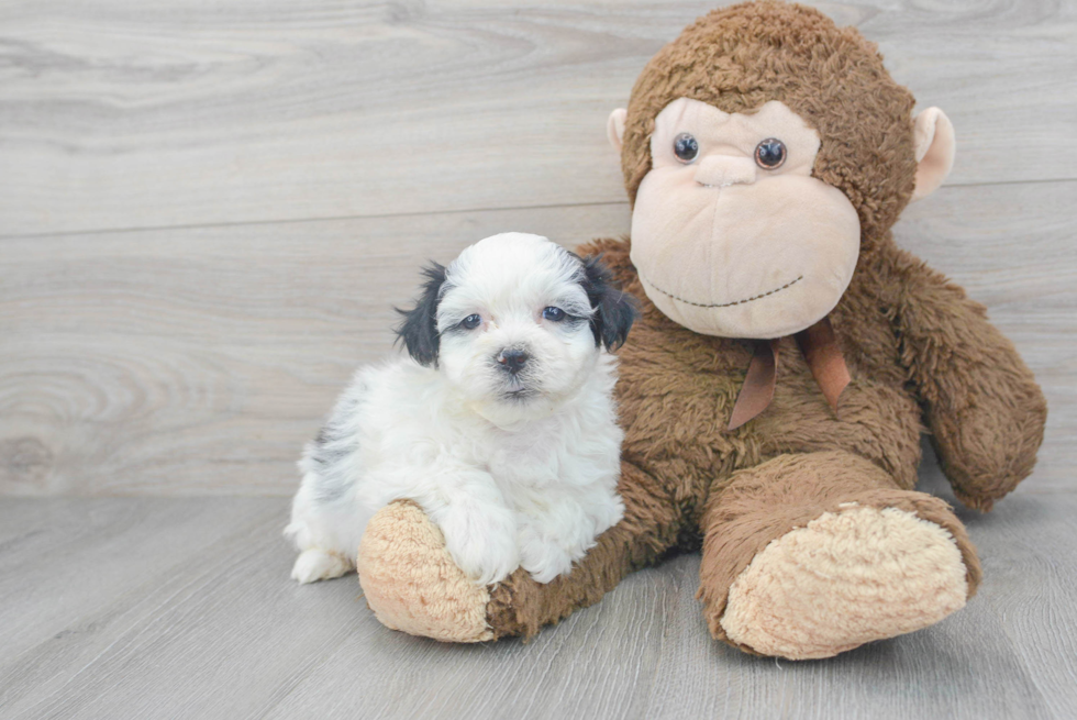 Sweet Teddy Bear Baby