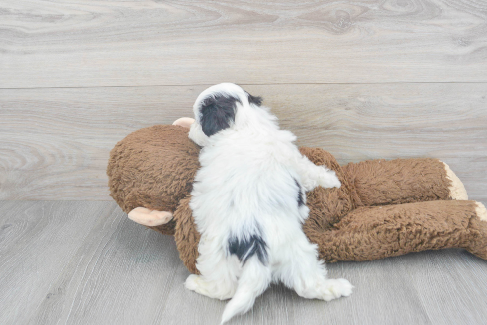 Happy Teddy Bear Baby