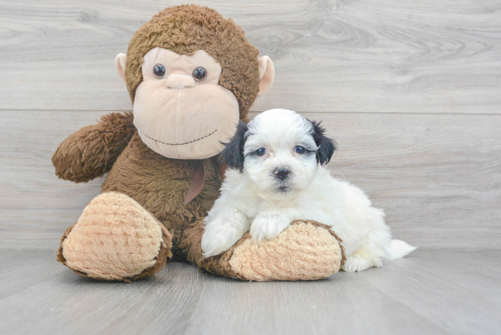 Adorable Shitzu Designer Puppy