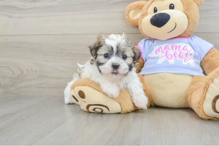 Teddy Bear Pup Being Cute