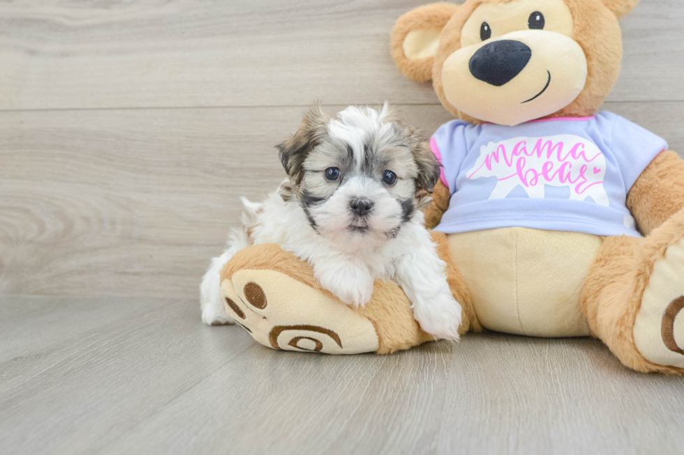 Teddy Bear Pup Being Cute