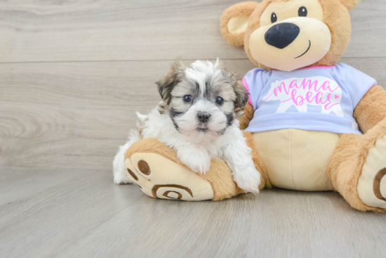 Teddy Bear Pup Being Cute