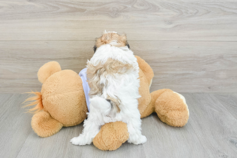 Little Shit Designer Puppy