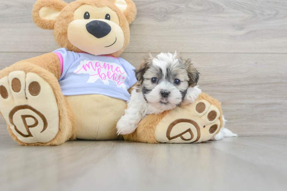 Teddy Bear Puppy for Adoption