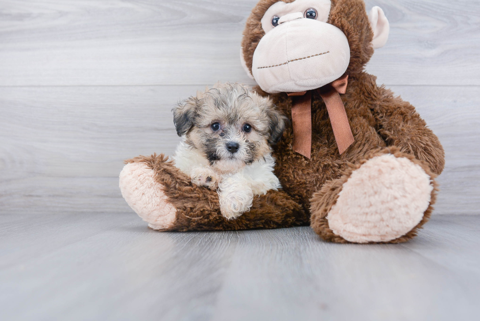 Teddy Bear Puppy for Adoption