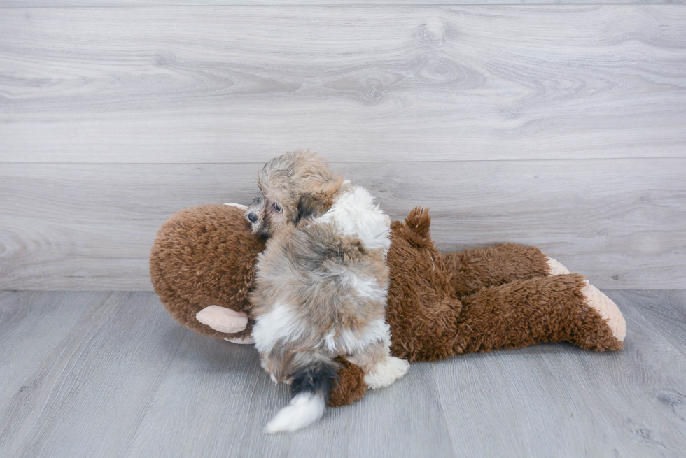 Small Teddy Bear Baby