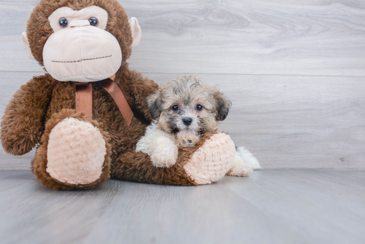 Teddy Bear Pup Being Cute
