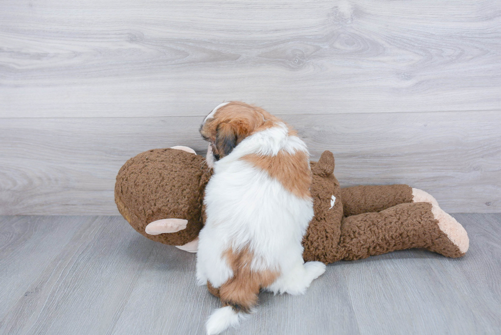 Fluffy Teddy Bear Designer Pup