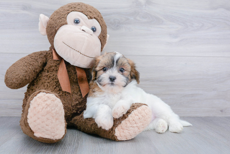 Hypoallergenic Shi Chon Designer Puppy