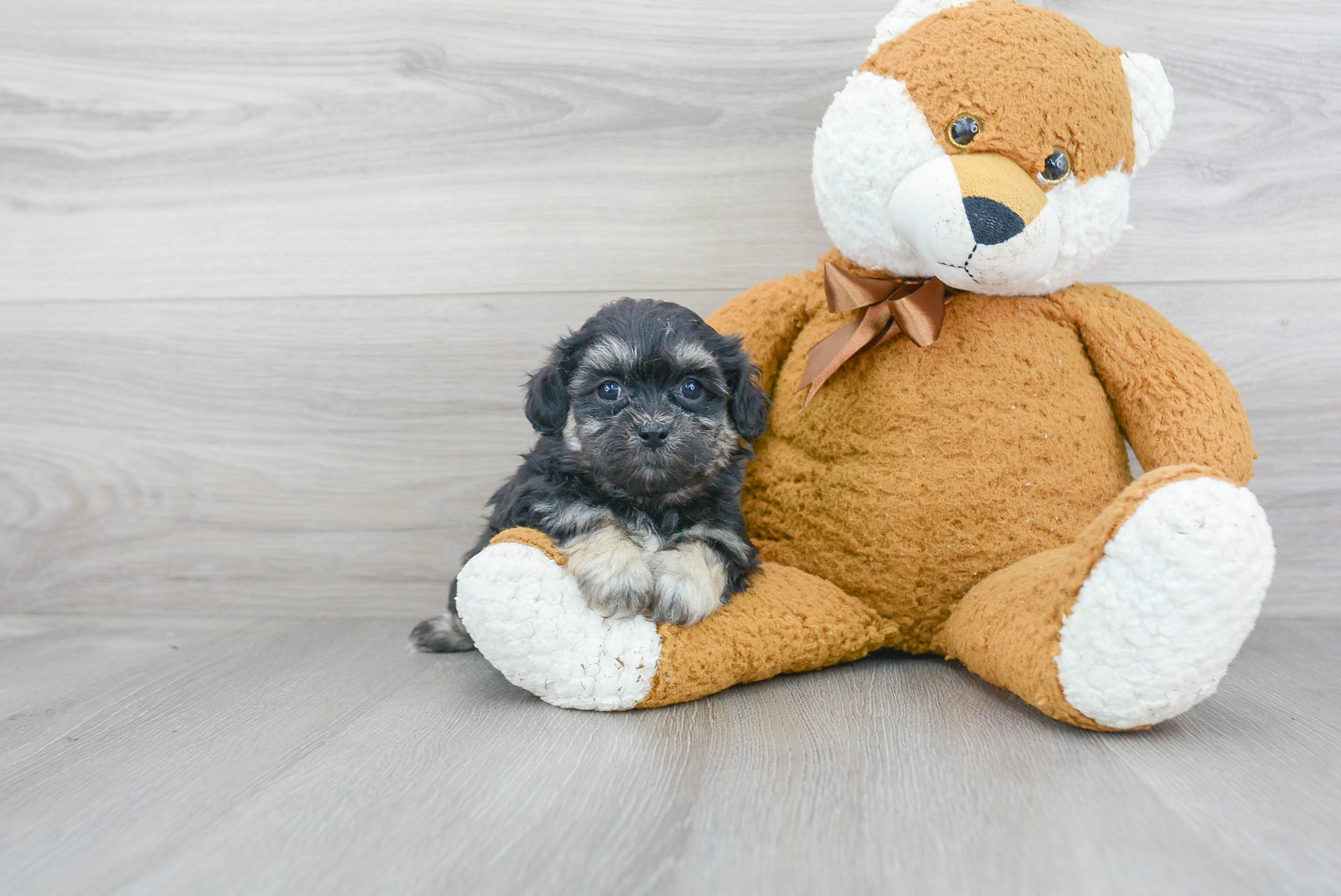 Fluffy Teddy Bear Designer Pup