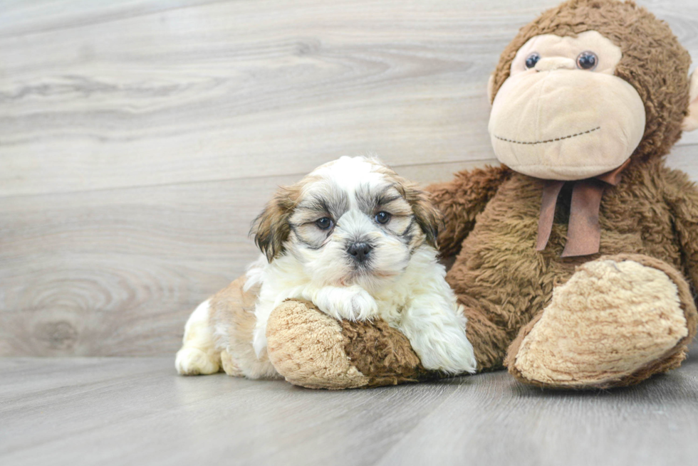 Teddy Bear Pup Being Cute
