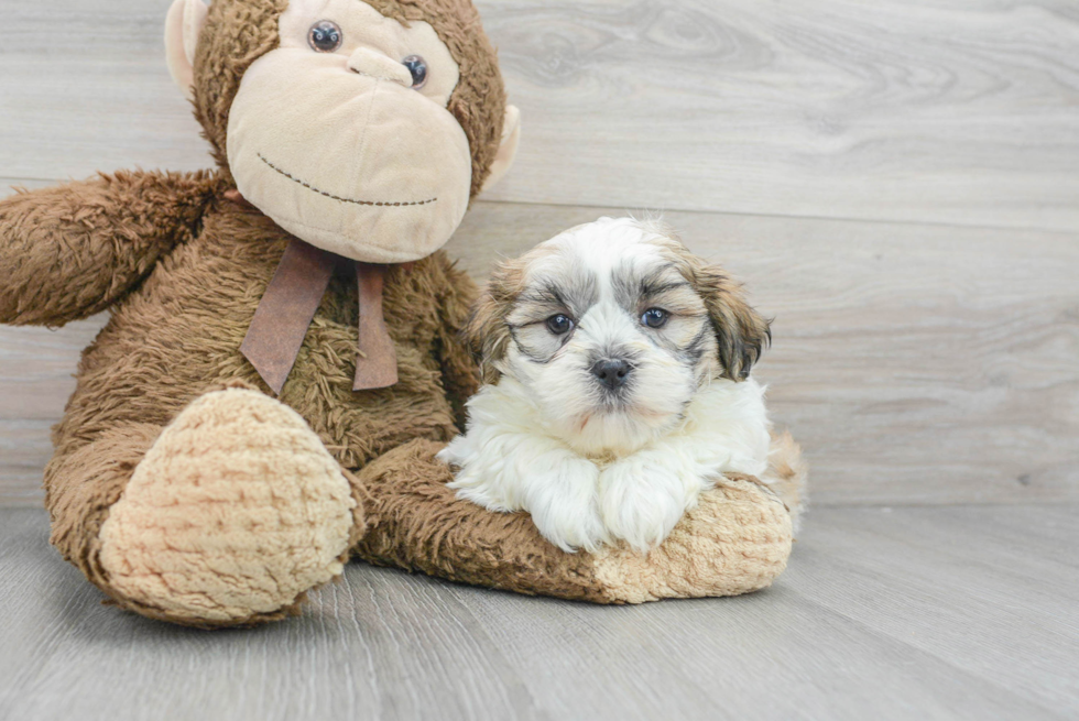 Best Teddy Bear Baby