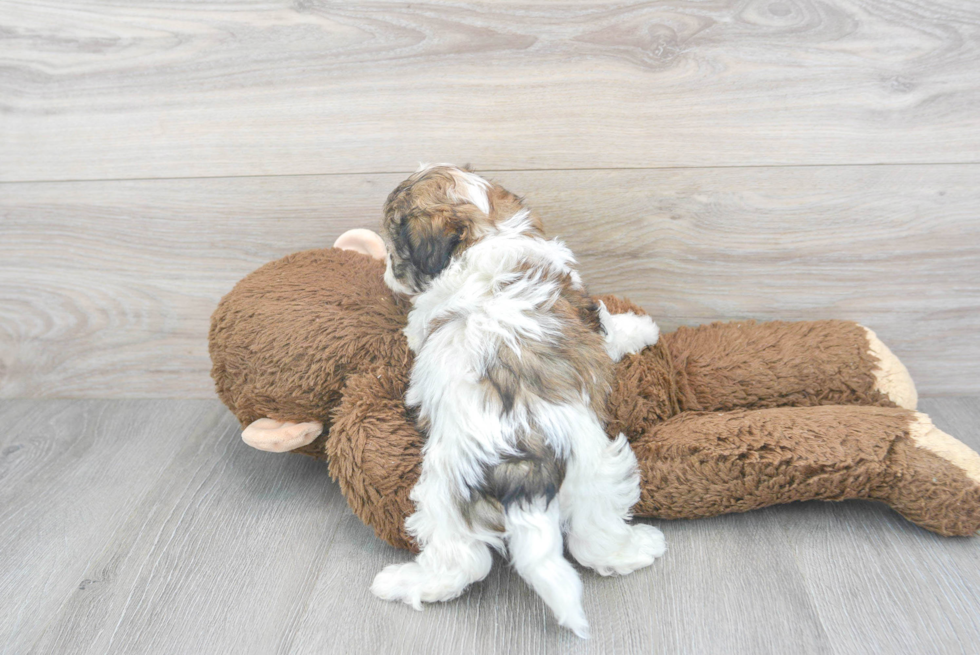Petite Teddy Bear Designer Pup