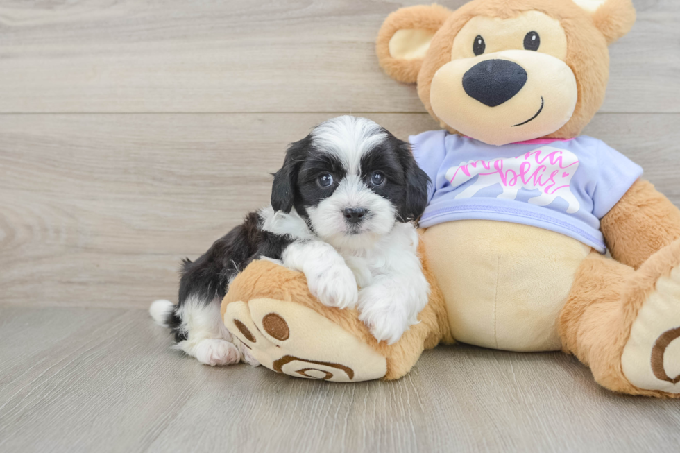 Adorable Shitzu Designer Puppy