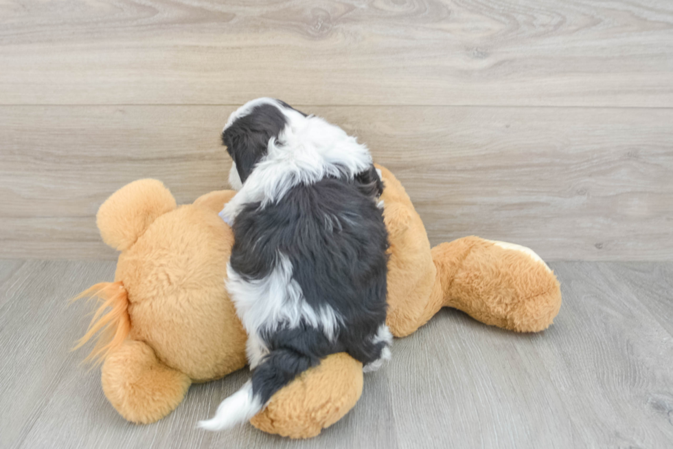 Teddy Bear Puppy for Adoption