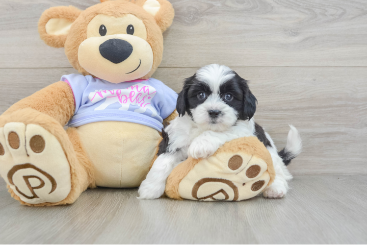 Teddy Bear Pup Being Cute