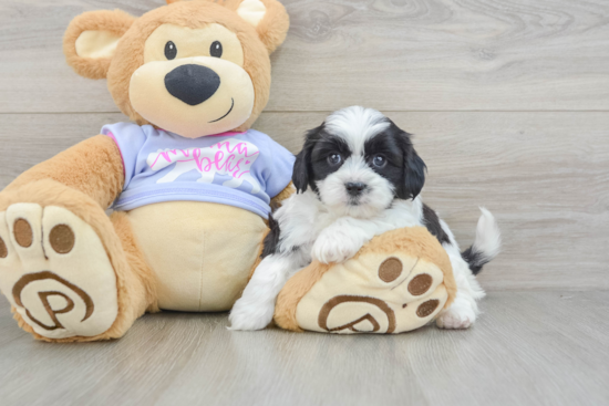 Teddy Bear Pup Being Cute