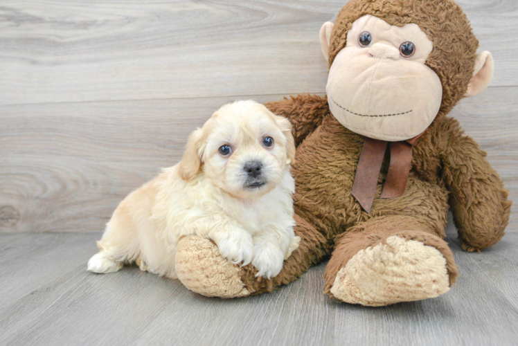 Cute Teddy Bear Baby