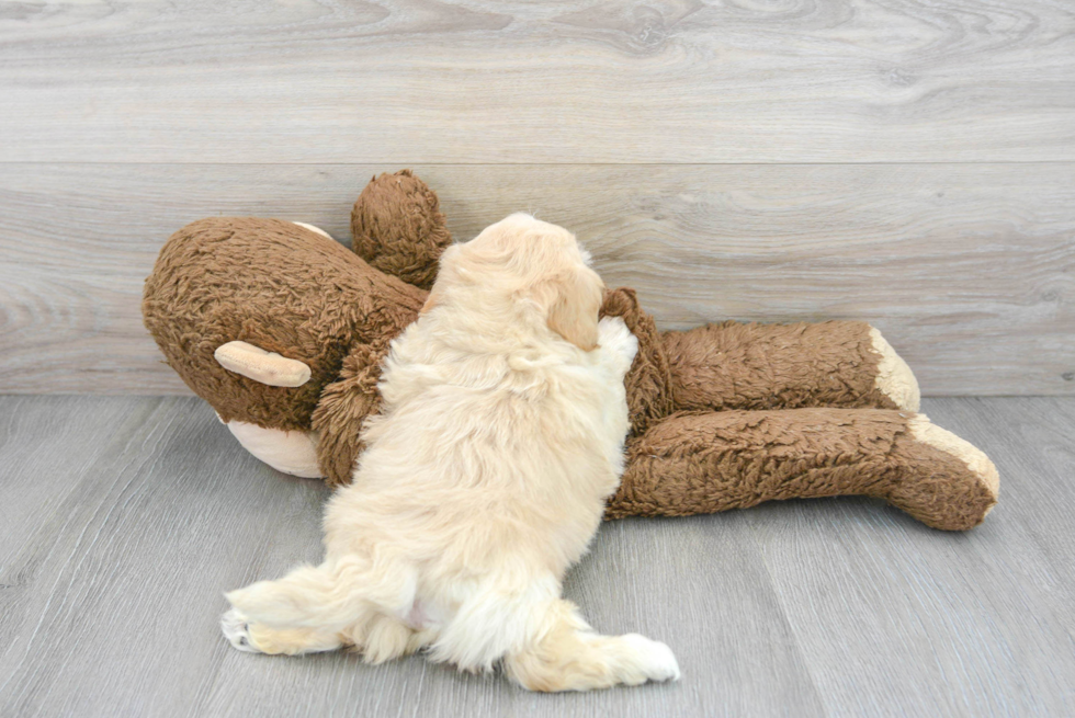 Fluffy Teddy Bear Designer Pup