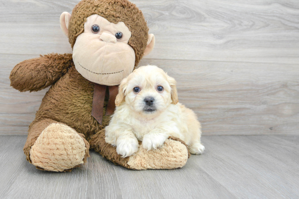 Teddy Bear Pup Being Cute